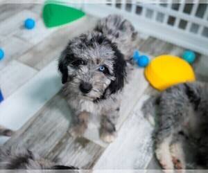 Bordoodle Puppy for sale in CONWAY, MO, USA