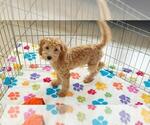 Frankie - Male Cavapoo mix (+ Poodle Miniature) Puppy for Sale - Photo #6