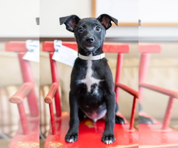 Medium Photo #3 Mutt Puppy For Sale in Mundelein, IL, USA