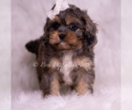 Small #1 Cavapoo (Miniature)