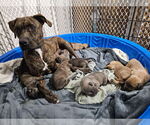Small #18 Labrador Retriever Mix