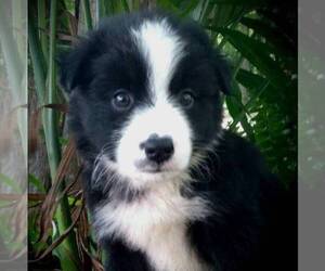 Australian Shepherd Puppy for sale in LINDEN, TN, USA