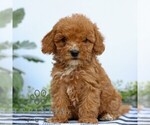 Small #3 Goldendoodle (Miniature)