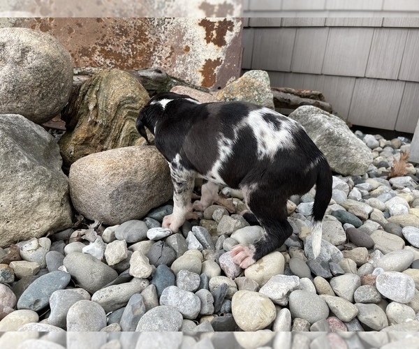 Medium Photo #4 Catahoula Leopard Dog Puppy For Sale in CRAIGVILLE, IN, USA
