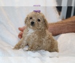 Small #17 Poodle (Toy)