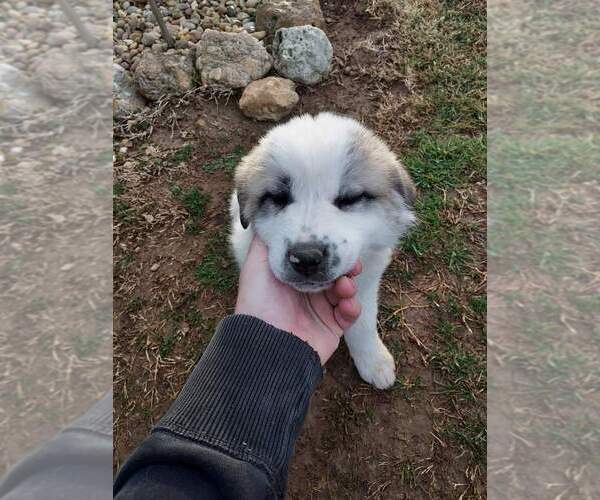 Medium Photo #1 Anatolian Shepherd-Great Pyrenees Mix Puppy For Sale in SCIENCE HILL, KY, USA