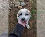 Small Photo #1 Anatolian Shepherd-Great Pyrenees Mix Puppy For Sale in SCIENCE HILL, KY, USA
