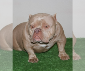 Father of the American Bully puppies born on 11/06/2021