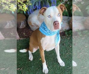 Mutt Dogs for adoption in Oklahoma City, OK, USA