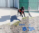 Small #1 American Pit Bull Terrier Mix
