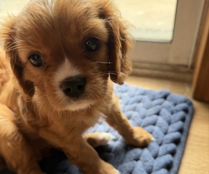Cavalier King Charles Spaniel Puppy for sale in KANSAS CITY, MO, USA