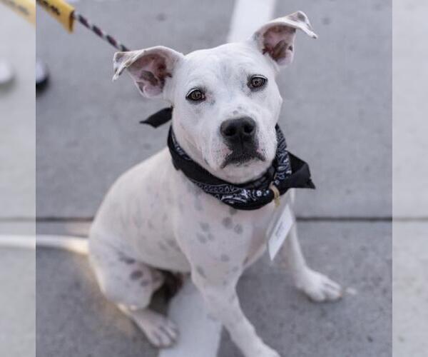 Medium Photo #15 Boxer-Unknown Mix Puppy For Sale in San Diego, CA, USA