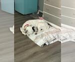 Small #27 American Bulldog-Labrador Retriever Mix