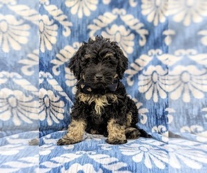 Bernedoodle (Miniature) Puppy for sale in OXFORD, PA, USA