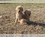 Small Photo #4 Poodle (Standard) Puppy For Sale in NORTHPORT, AL, USA