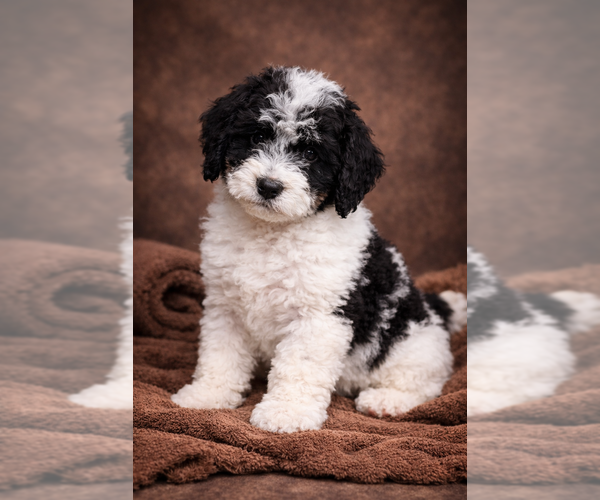 Medium Photo #15 Bernedoodle Puppy For Sale in GREENWOOD, IN, USA