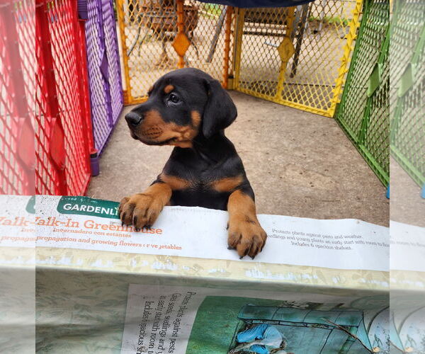 Medium Photo #3 Doberman Pinscher Puppy For Sale in Buffalo, MN, USA
