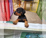 Small #2 Doberman Pinscher