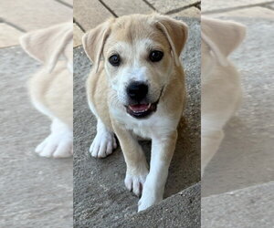 Labrador Retriever-Unknown Mix Dogs for adoption in Great Bend, KS, USA