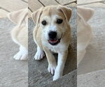 Small Labrador Retriever Mix