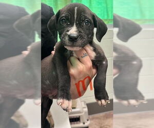Boxer-Unknown Mix Dogs for adoption in SHERBURNE, NY, USA