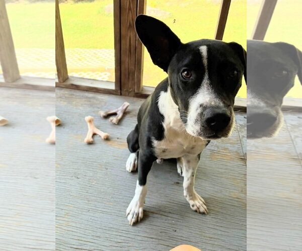 Medium Photo #1 Mutt Puppy For Sale in Holly Springs, NC, USA