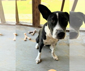 Mutt Dogs for adoption in Holly Springs, NC, USA