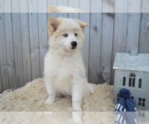 Pomsky Puppy for sale in HONEY BROOK, PA, USA
