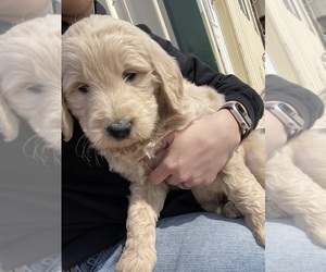 Goldendoodle Puppy for sale in WAYLAND, IA, USA