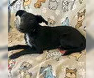 Labrador Retriever-Unknown Mix Dogs for adoption in Bristol, CT, USA