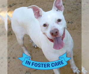 Labrador Retriever-Unknown Mix Dogs for adoption in Tallahassee, FL, USA