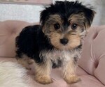 Small #4 Morkie