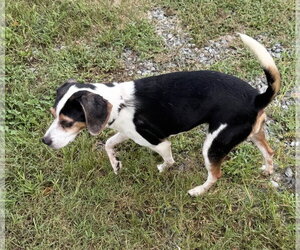 Raggle Dogs for adoption in Staley, NC, USA