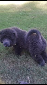 Medium Photo #1 Chow Chow Puppy For Sale in BETWEEN, GA, USA