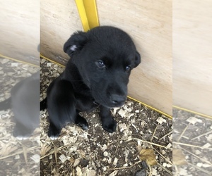 Labrador Retriever-Siberian Husky Mix Puppy for sale in WOODFORD, VA, USA