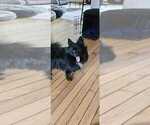 Small #7 Pomeranian