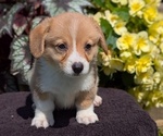 Small Photo #42 Pembroke Welsh Corgi Puppy For Sale in GOSHEN, IN, USA