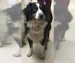 Small Australian Shepherd