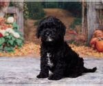 Louie - Male Cavapoo (Miniature) Puppy for Sale - Photo #2
