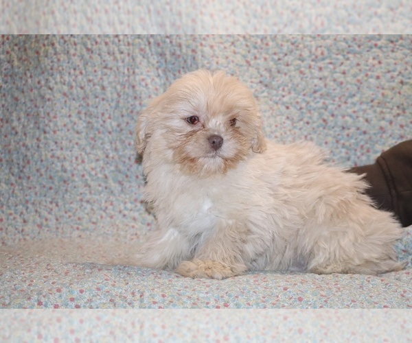 Medium Photo #3 Shih Tzu Puppy For Sale in DYERSBURG, TN, USA