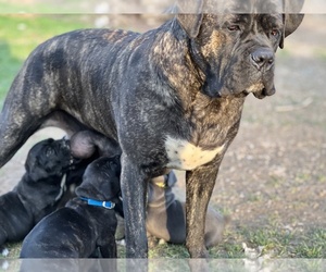 Mother of the Cane Corso puppies born on 02/15/2022