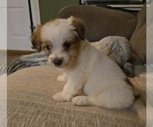 Andie - The A litter - Female Cairn Terrier-Unknown Mix Dog for Adoption - Photo #6