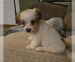 Small Photo #6 Cairn Terrier-Unknown Mix Puppy For Sale in Oakhurst, NJ, USA