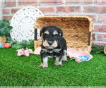 Small #1 Schnauzer (Miniature)