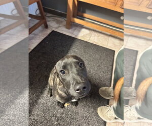 Charlie - Male Boxador Dog for Adoption - Photo #2