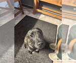 Small Photo #2 Boxador Puppy For Sale in Leavenworth, KS, USA