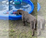 Small Photo #2 Labrador Retriever Puppy For Sale in FRIENDSHIP, WI, USA