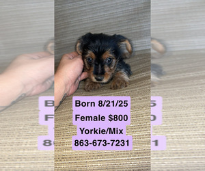 Yorkie-ton-Yorkshire Terrier Mix Puppy for sale in LABELLE, FL, USA