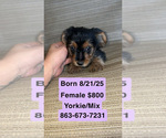 Image preview for Ad Listing. Nickname: Yorkie Babes