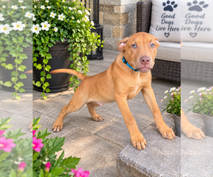 Jameson - Male Black Mouth Cur-Unknown Mix Dog for Adoption - Photo #2